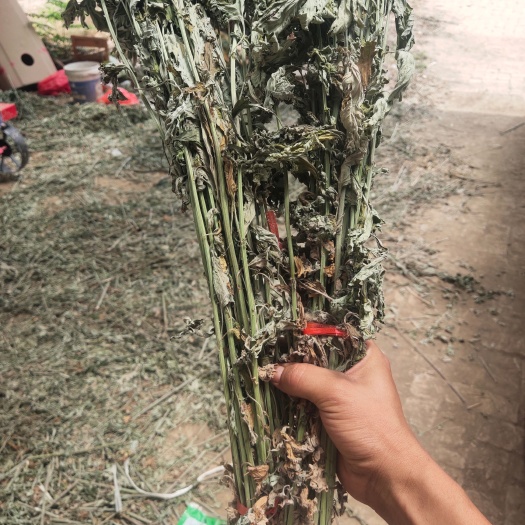 郸城县端午节，鲜艾草，一把出销欢迎咨询