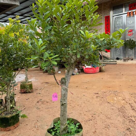 白楊梅樹苗 帶花白楊梅 水晶楊梅高壓苗