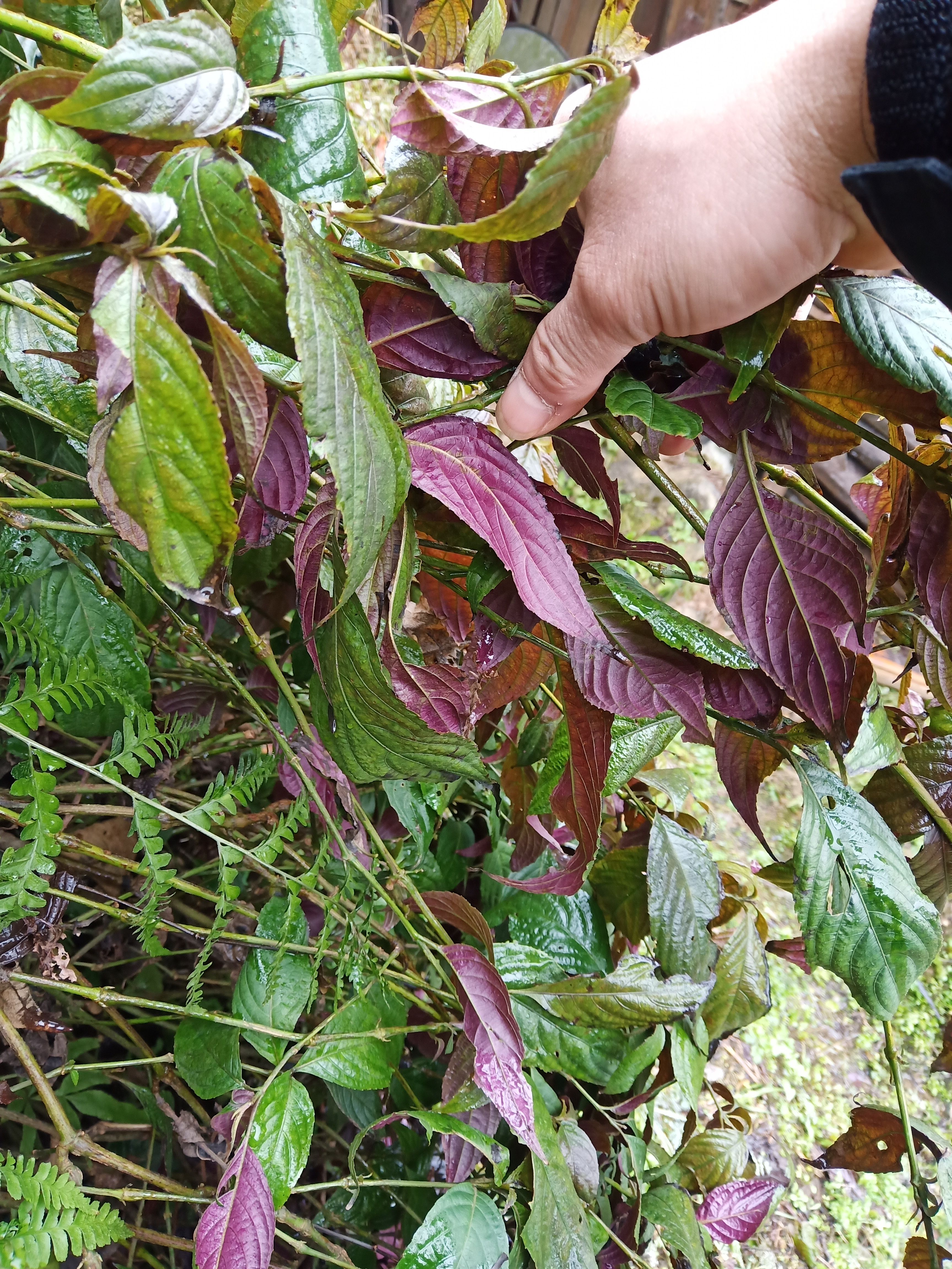 红叶十万错，偷盗草，跌打草鲜货现挖出货
