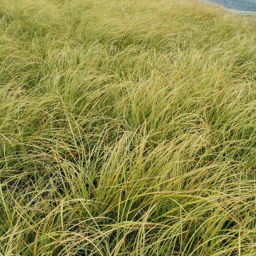 青州市金叶苔草 凤凰绿苔草 高度30-40厘米苔草 欢迎实地看货