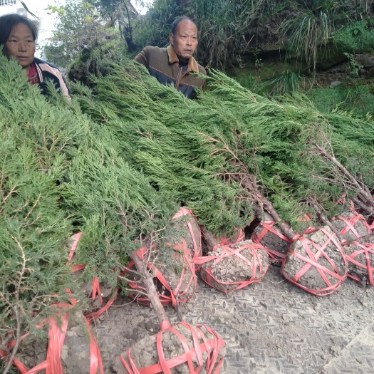 简阳市塔柏树苗 
