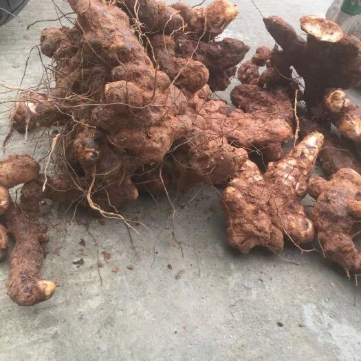 中山市肇庆土茯苓丶阳江土茯苓丶两广土茯苓丶云南土茯苓