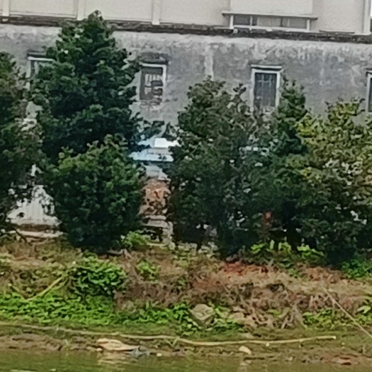 江门海岛罗汉松