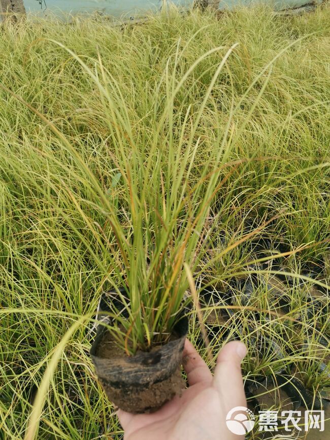 金叶苔草 凤凰绿苔草 高度30-40厘米苔草 欢迎实地看货