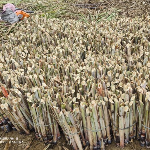 贵港黑皮甘蔗苗牙多易成活大量供应实力代办产地直供大灰头