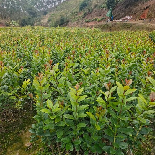 灵山县香水柠檬苗 广东无籽香水柠檬杯苗，裸根苗