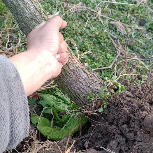 颍上县冬枣树苗 优质冬枣树，7年大苗