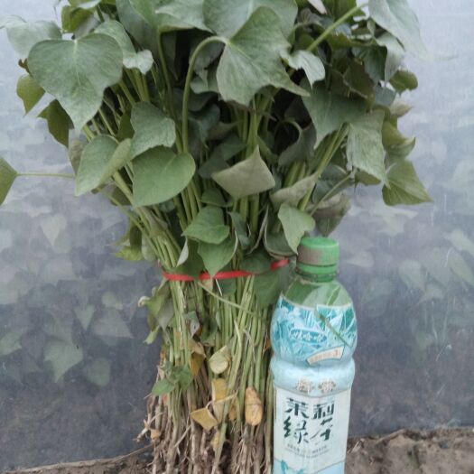 长葛市普薯32红薯苗 河南红薯种苗基地繁育的红薯种，薯苗，品质好，商品薯性优