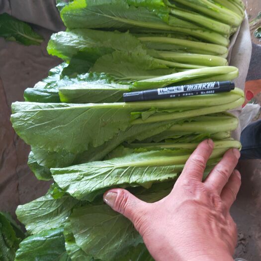 邯郸小白菜 河北省邯郸市丛台区 20~25cm