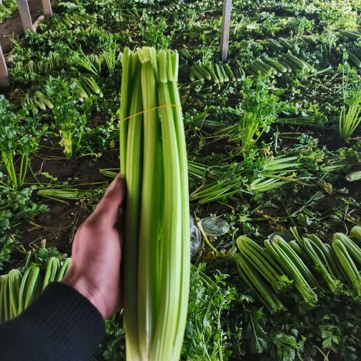 菏泽供应西芹 精品大棚西芹 颜色绿 条干直
