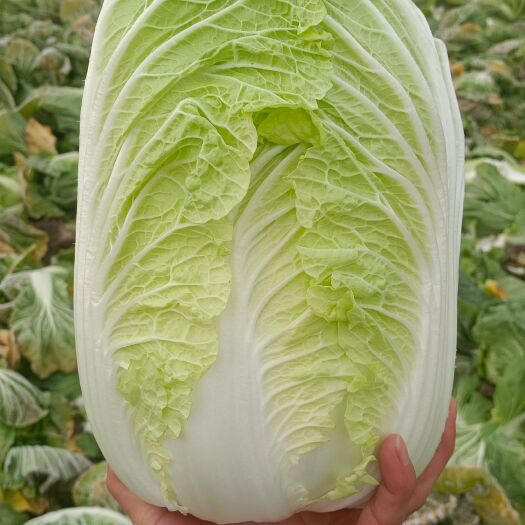 沙洋县黄心大白菜 湖北大白菜