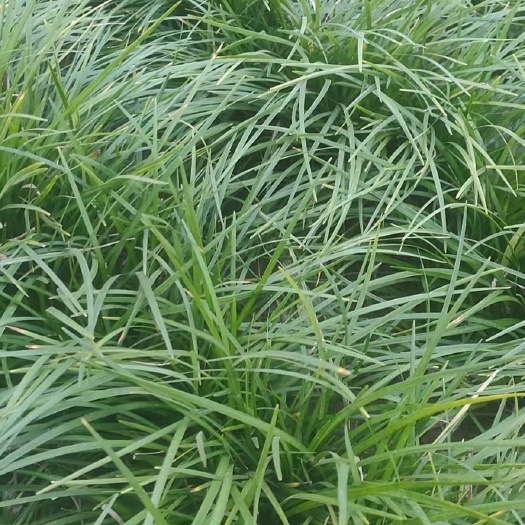 地被植物，麦冬草。，中叶麦冬，细叶麦冬，金边麦冬。阔叶麦冬