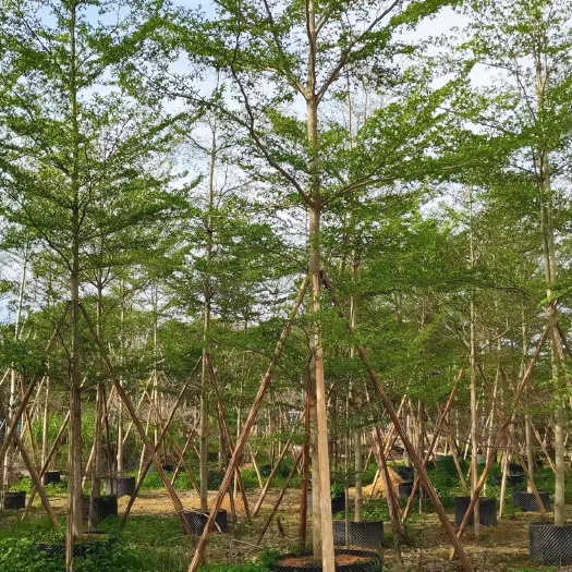 小叶榄仁 小叶揽仁，非洲揽仁，细叶揽仁5-20过分