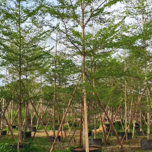 揭阳小叶榄仁 小叶揽仁，非洲揽仁，细叶揽仁5-20过分