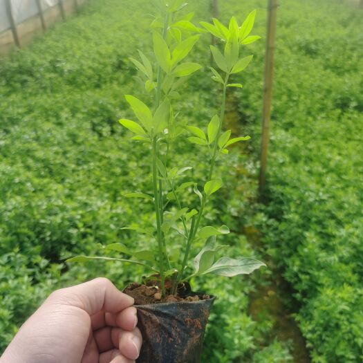 宜良县 迎春柳  迎春花  云南黄素馨  杯苗