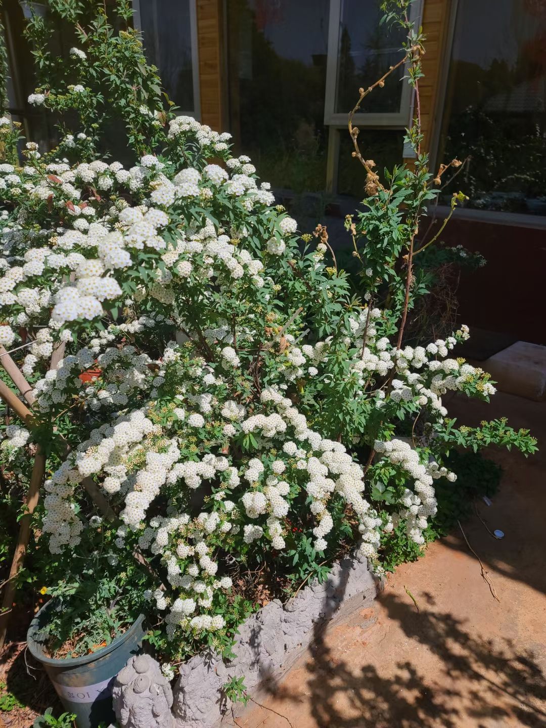 球菊 喷雪花