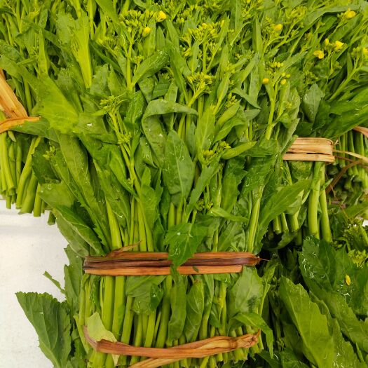 罗甸县 青菜苔