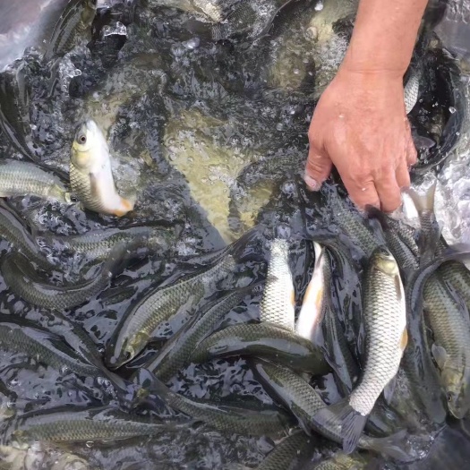 南宁大草鱼苗