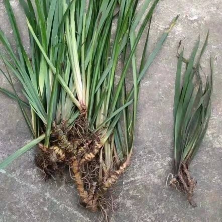 成都石菖蒲苗