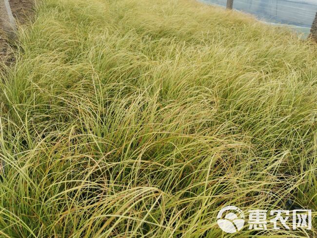 金叶苔草 凤凰绿苔草 高度30-40厘米苔草 欢迎实地看货