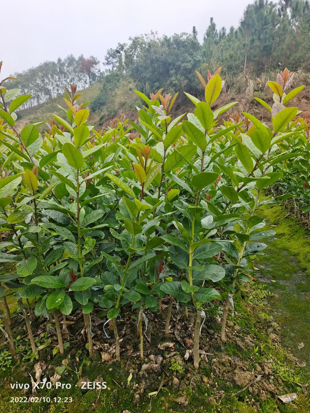 香水柠檬苗 广东无籽香水柠檬杯苗，裸根苗