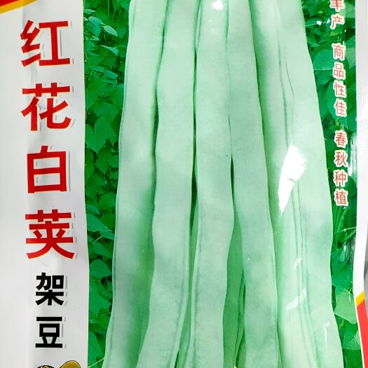 湘乡市 四季豆种子 红花白荚四季豆种子 早熟结荚率高200克春秋播