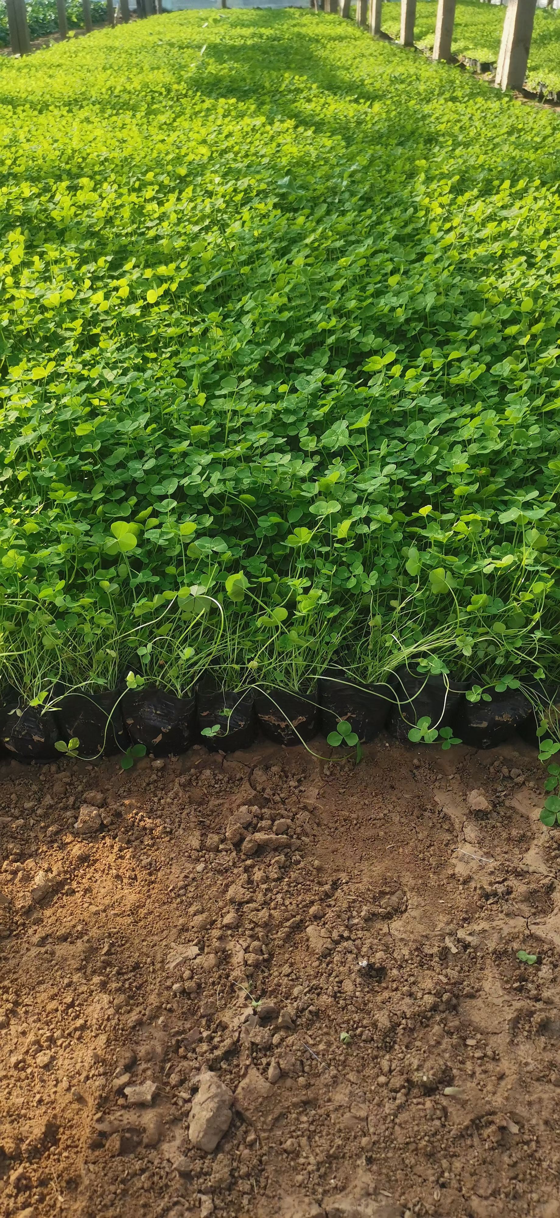 白三叶 三叶草 优质白三叶大量有货 欢迎实地看货