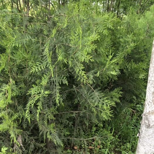 周至县侧柏苗，1米起步的营养钵，大田苗也有，可占地，可栽培
