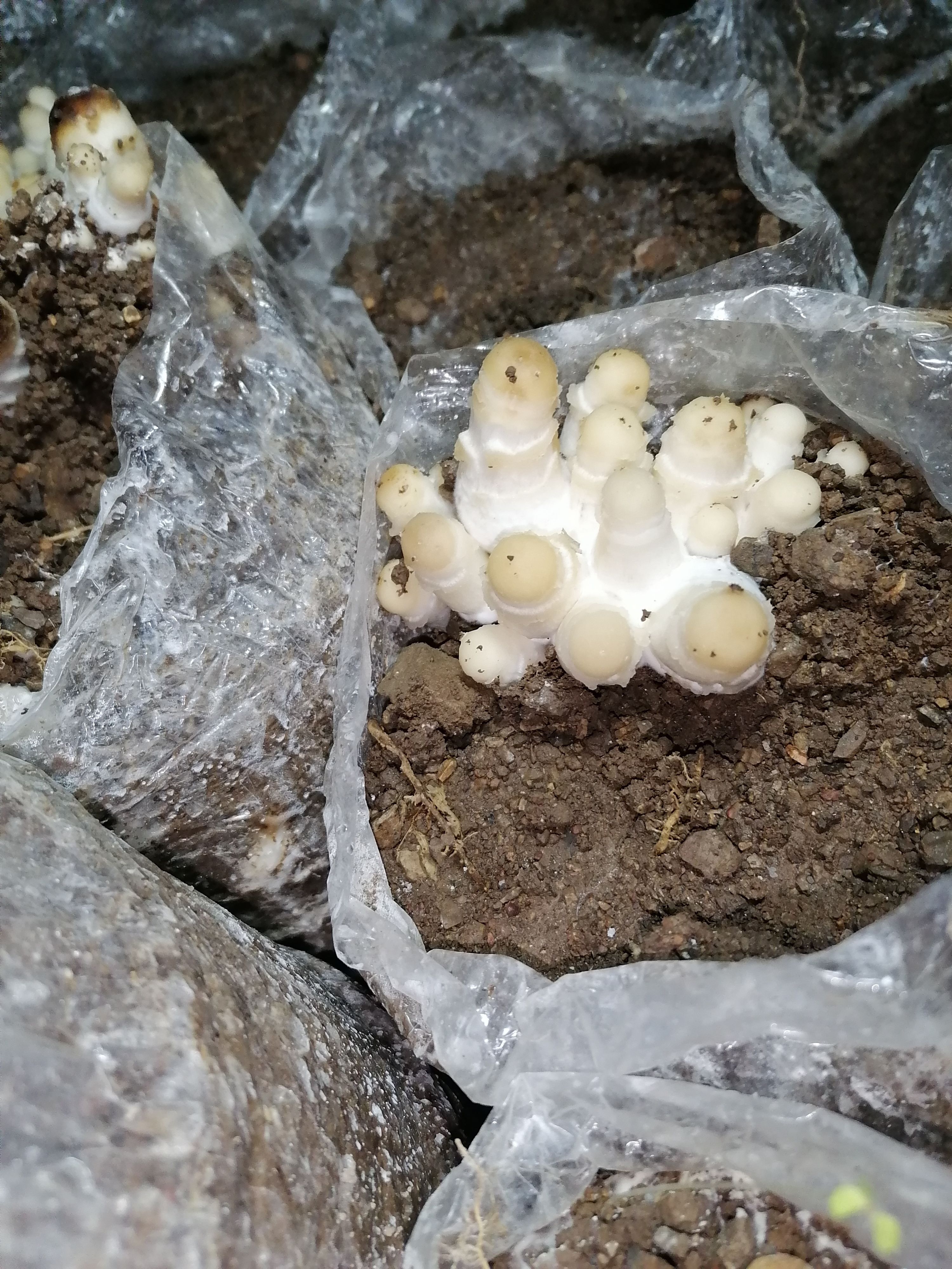 广西玉林新鲜鸡腿菇现摘500g一件包邮代发