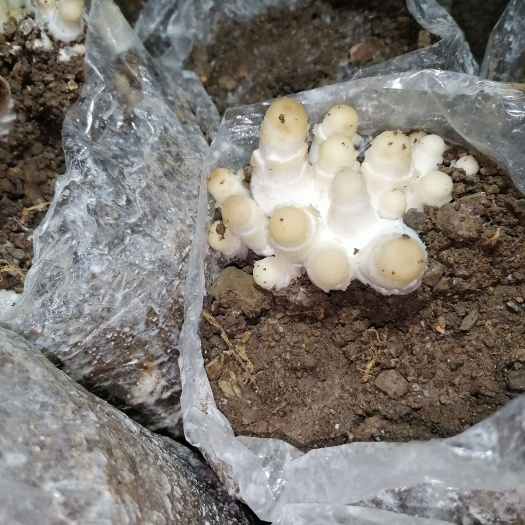  广西玉林新鲜鸡腿菇现摘500g一件包邮代发