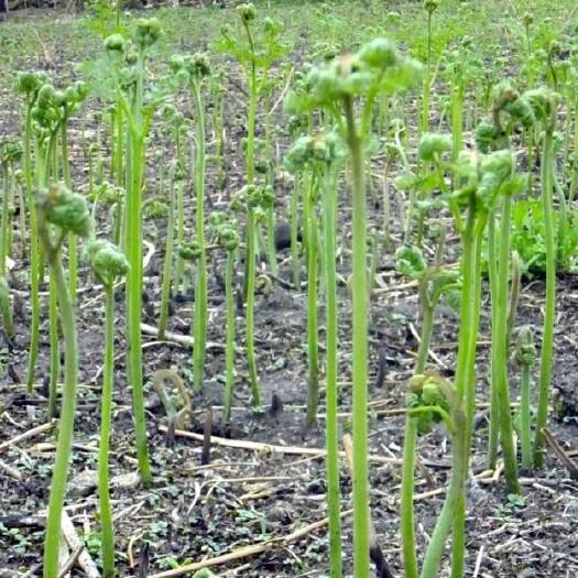 六盘水 贵州高山野生蕨菜、