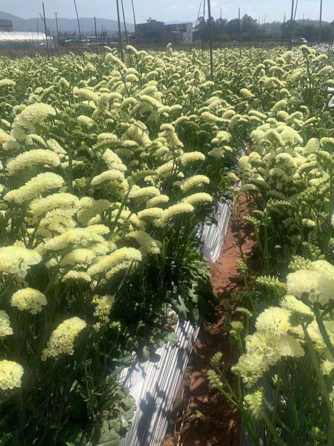  勿忘我鲜花 干花 云南十八怪 跑江湖地摊产品 夜市跑量