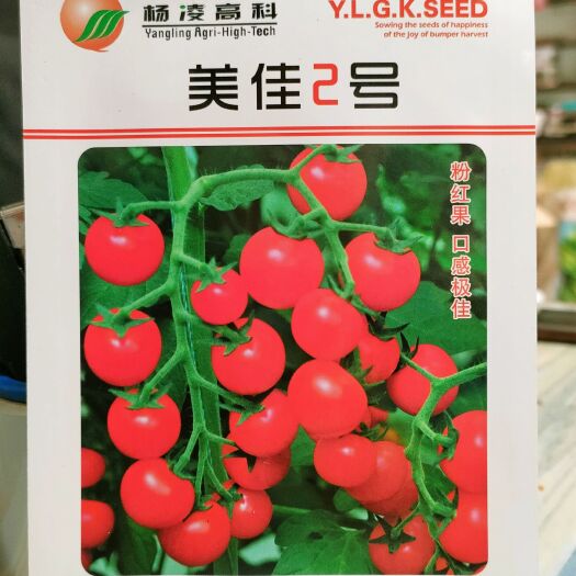 湘乡市圣女果小西红柿种子 小番茄种子自封顶连续坐果率高100粒