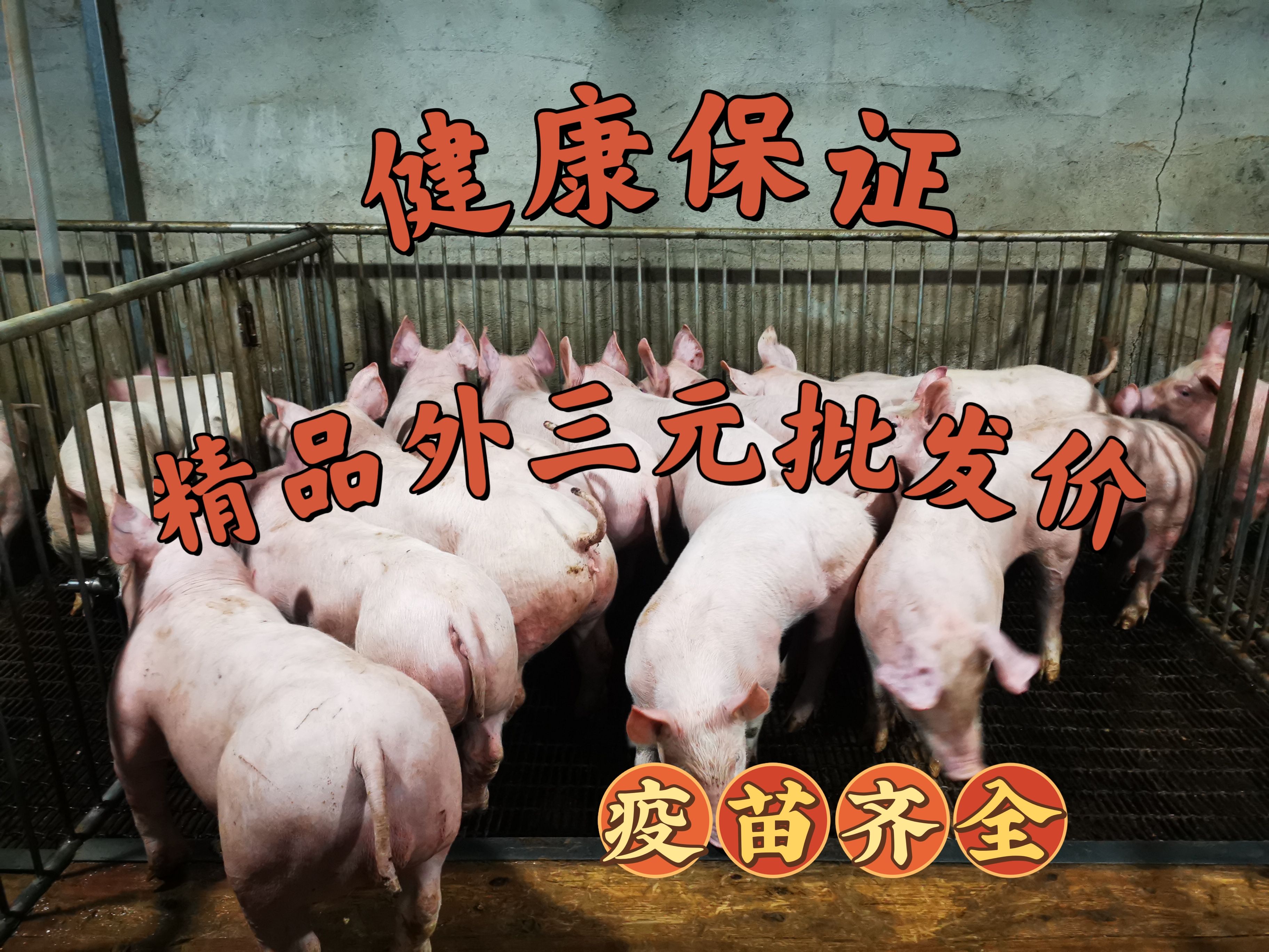 临朐县精品外三元仔猪，育肥猪苗，生长快，好饲养，大场直供，健康保
