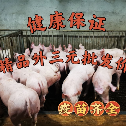 临朐县精品外三元仔猪，育肥猪苗，生长快，好饲养，大场直供，健康保