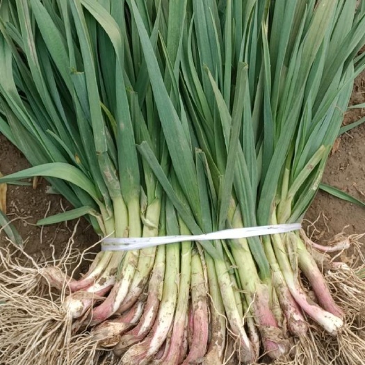 天门市红根蒜苗 40 - 45cm