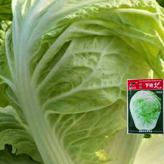 绵阳夏阳白菜种子 四季种植下锅耙嫩黄心白菜种子黄心菜娃娃菜鸡蛋黄大白菜种子