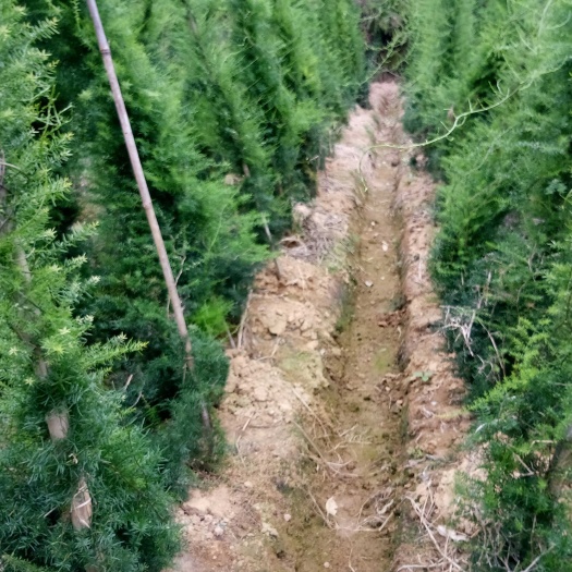 灵山县天门冬苗 天冬苗