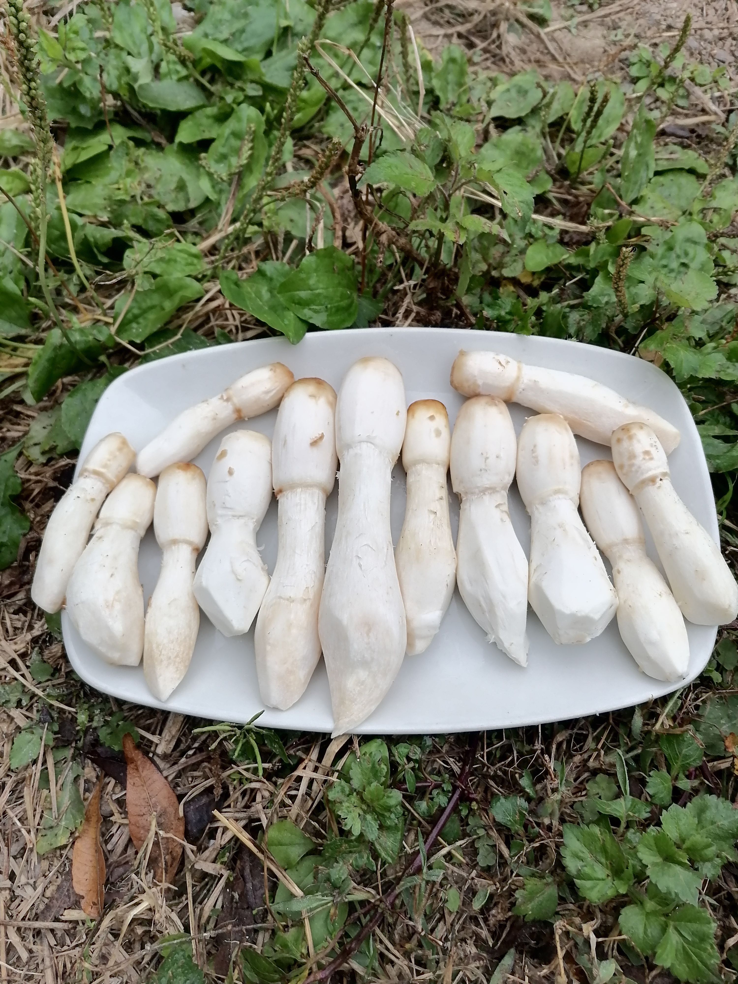  广西玉林新鲜鸡腿菇现摘500g一件包邮代发