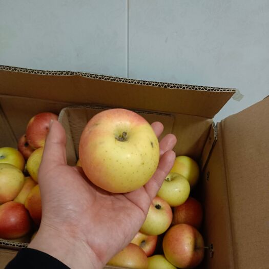 邯郸 嘎啦苹果