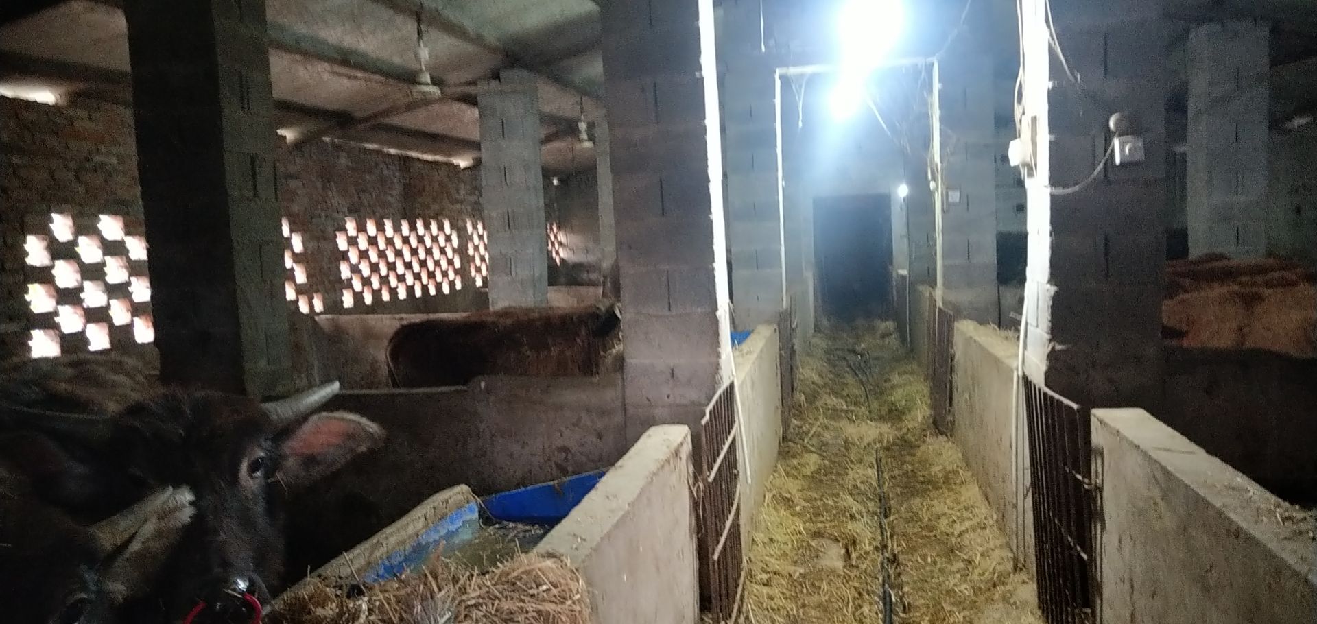 黄牛水牛出售 价格面谈