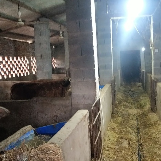 南陵县黄牛水牛出售 价格面谈