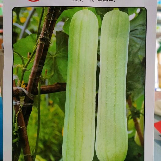  白丝瓜种子 肉丝瓜种子 早熟短棒圆筒型节节有瓜基地用种