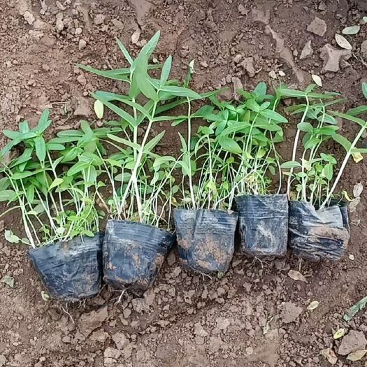青州市 千屈菜营养杯苗