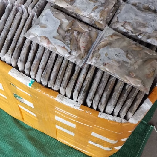 信阳麦穗鱼 各种小鱼小虾欢迎你们订购