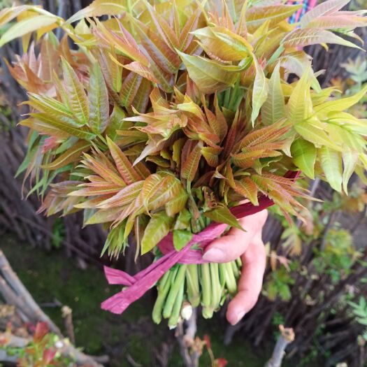 渭南 香椿芽