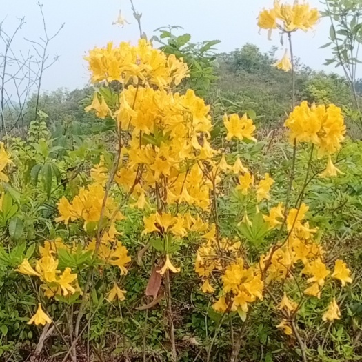 黄花杜鹃 黄杜鹃