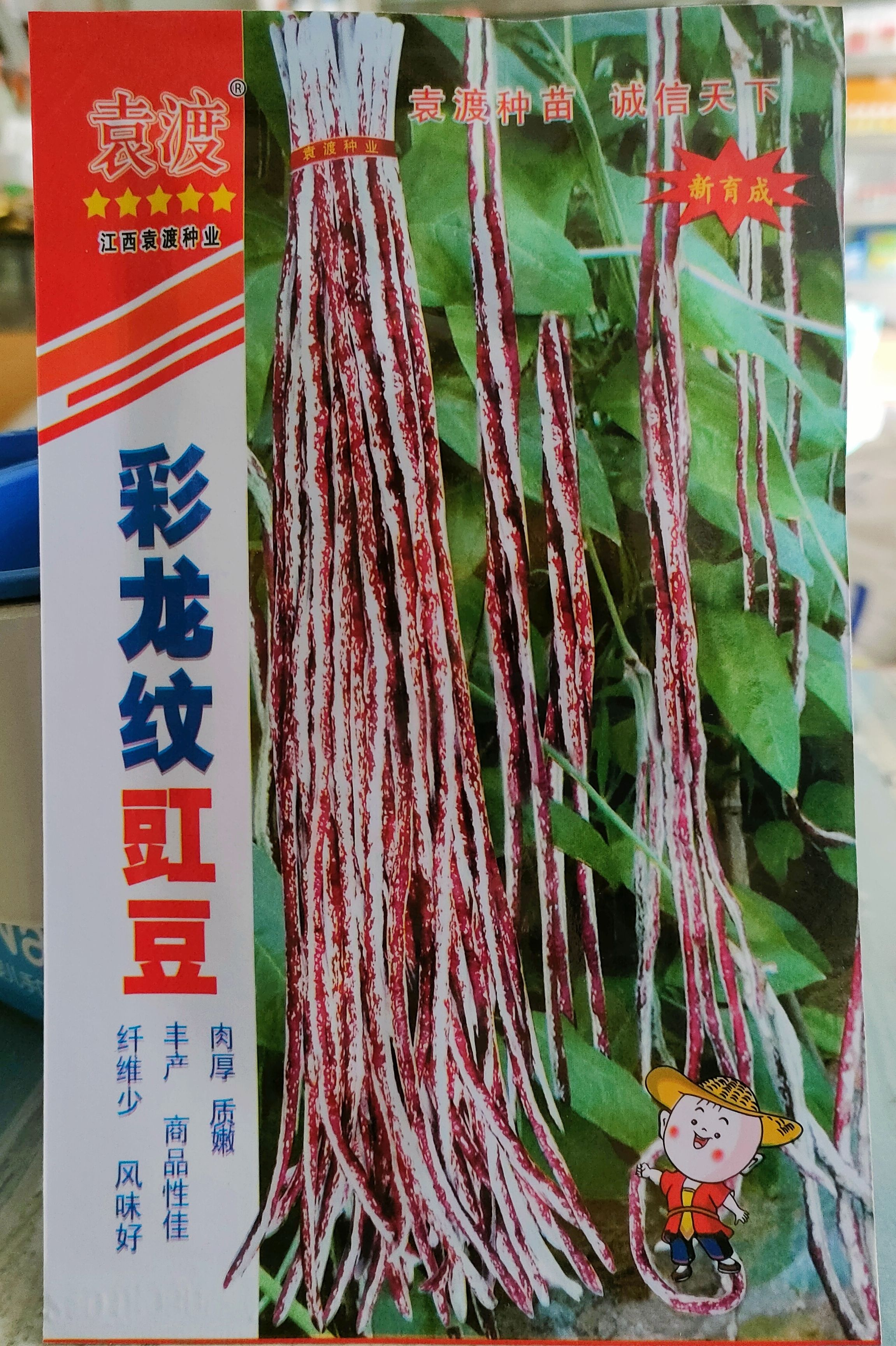 湘乡市 花皮豇豆种子 彩色长豆角种子 肉厚白底红花纹 春秋播20克