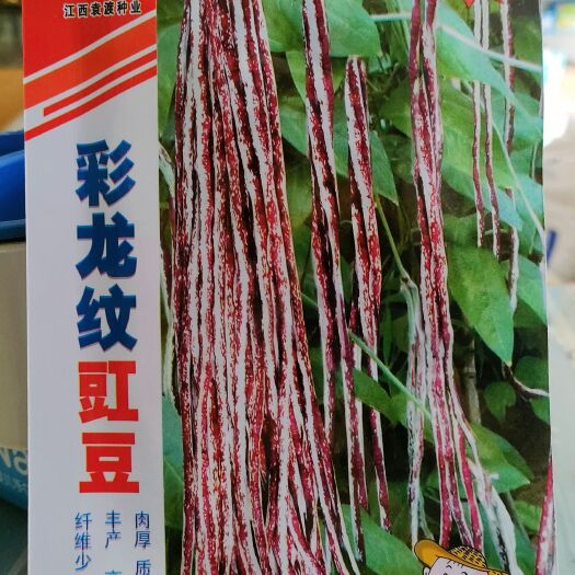 湘乡市 花皮豇豆种子 彩色长豆角种子 肉厚白底红花纹 春秋播20克