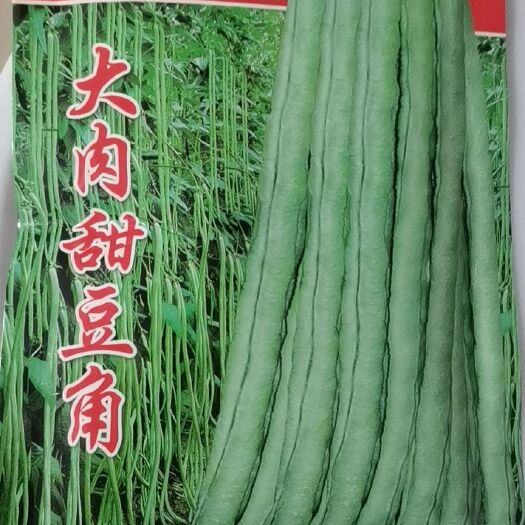 豆角种子大肉甜豆角珠仔豆肥嫩广西广东海南全区可种